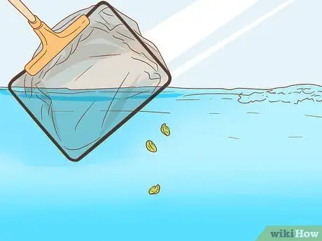 Покормить Betta Fish горохом Шаг 8