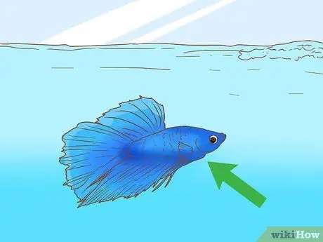 Покормить Betta Fish горохом Шаг 9