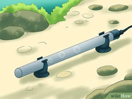 Позаботьтесь о сиамской бойцовой рыбке Шаг 3