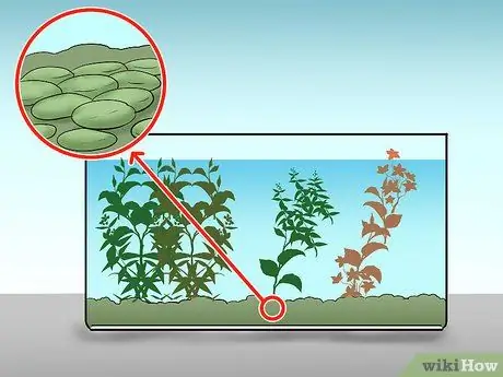 Позаботьтесь о сиамской бойцовой рыбке Шаг 6