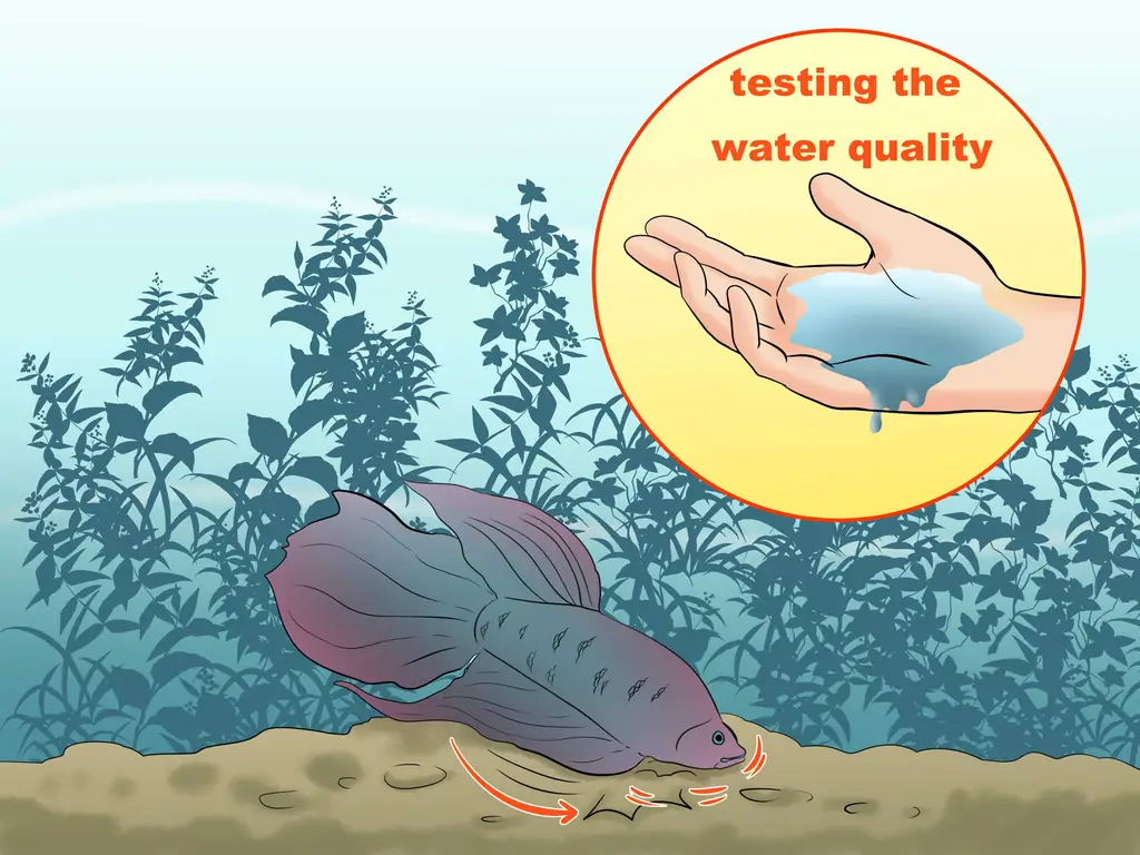 Как позаботиться о сиамской бойцовой рыбке: 11 шагов