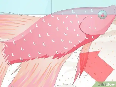 Назовите свою Betta Fish Шаг 2