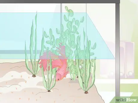 Назовите свою Betta Fish Шаг 6