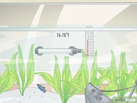 Держите несколько самок петушков в одном резервуаре Шаг 3