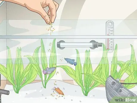 Держите несколько самок петушков в одном резервуаре Шаг 4