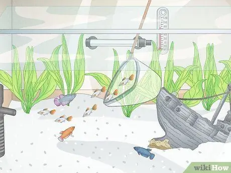 Держите несколько самок петушков в одном резервуаре Шаг 6