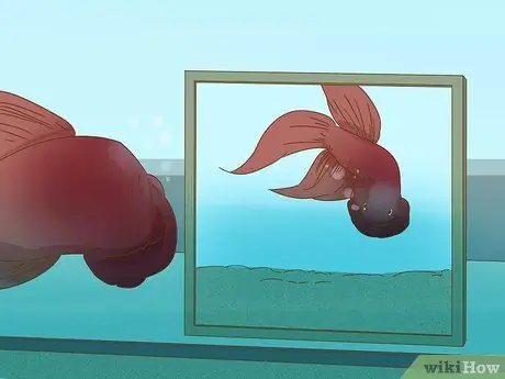 Играйте с вашей Betta Fish Шаг 7