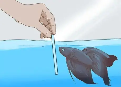 БеттаБеттаБетта