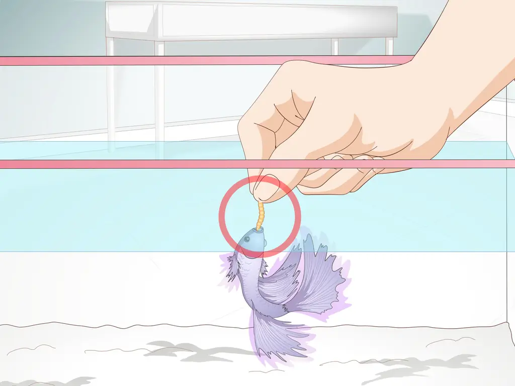 Как приучить рыбу бетта к трюкам и играм: 12 шагов