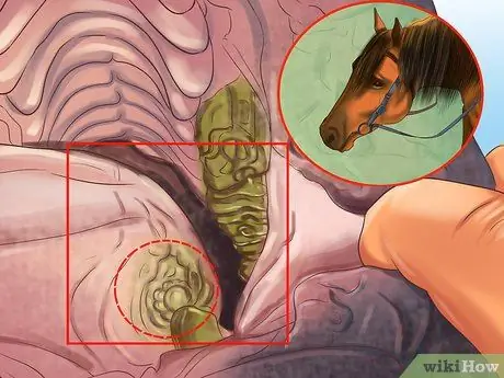 Как определить, нужны ли лошади плавающие зубы Шаг 1