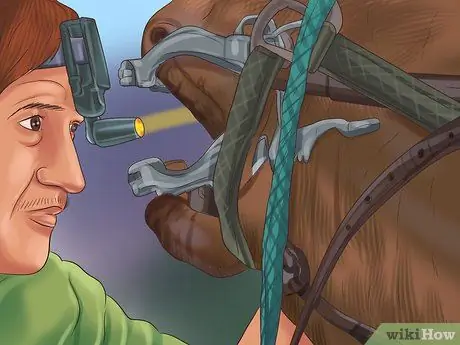 Как узнать, нужны ли лошади плавающие зубы Шаг 11