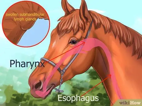 Как узнать, нужны ли лошади плавающие зубы Шаг 3