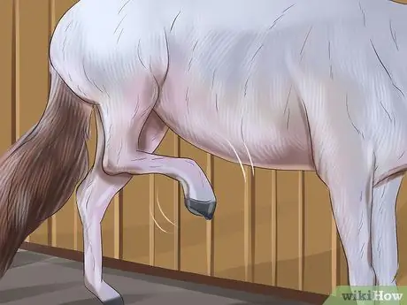 Как определить, нужны ли лошади плавающие зубы Шаг 7