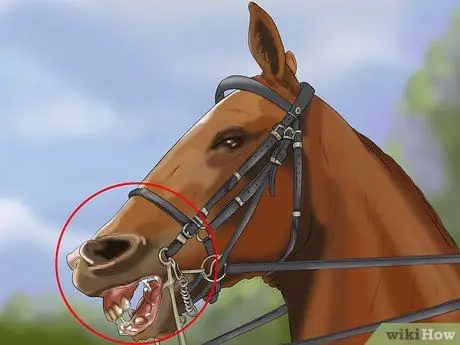 Не позволяйте лошади жевать что-то, шаг 8