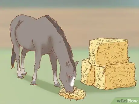 Предотвратить ламинит у лошадей Шаг 1