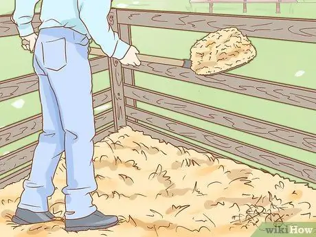 Предотвратить ламинит у лошадей Шаг 11