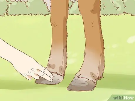 Предотвратить ламинит у лошадей Шаг 13