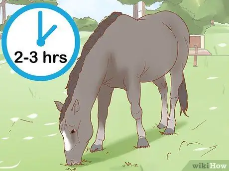 Предотвратить ламинит у лошадей Шаг 2