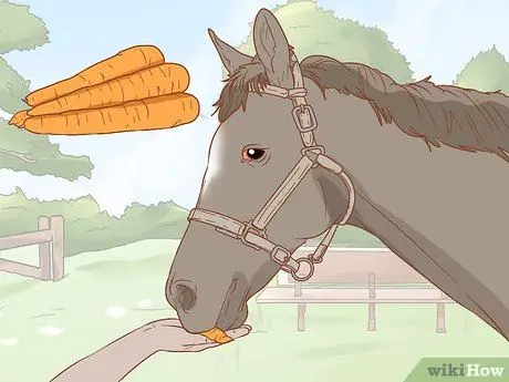 Предотвратить ламинит у лошадей Шаг 3