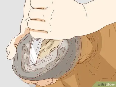 Предотвратить ламинит у лошадей Шаг 8