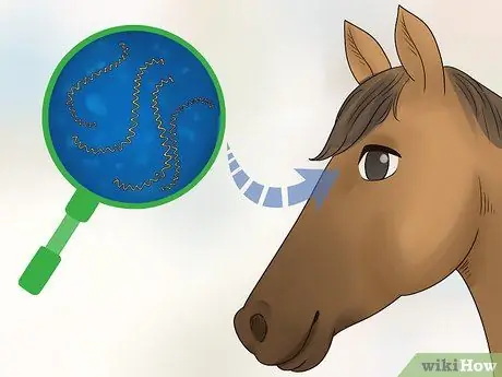 Как справиться с лунной слепотой у лошадей Шаг 1