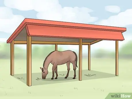 Как справиться с лунной слепотой у лошадей Шаг 12