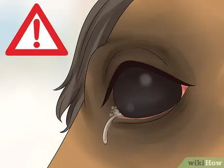 Как справиться с лунной слепотой у лошадей Шаг 2