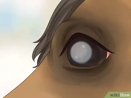 Как справиться с лунной слепотой у лошадей Шаг 4