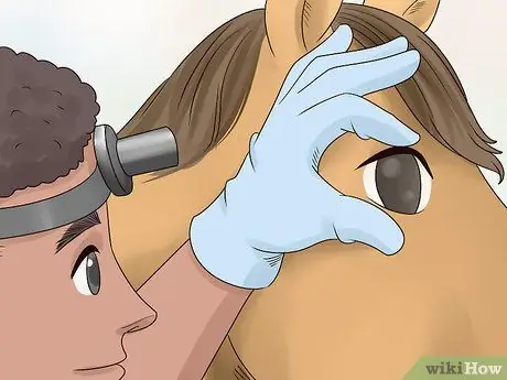 Как справиться с лунной слепотой у лошадей Шаг 5