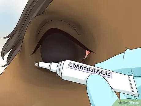 Как справиться с лунной слепотой у лошадей Шаг 6