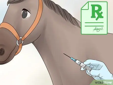 Как справиться с лунной слепотой у лошадей Шаг 7