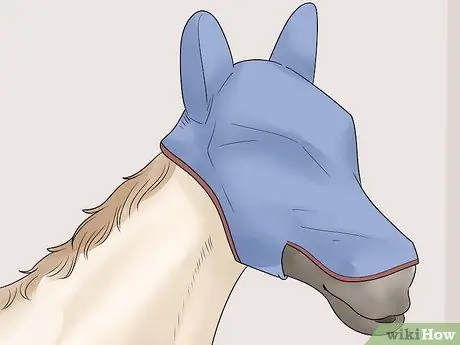 Как справиться с лунной слепотой у лошадей Шаг 9