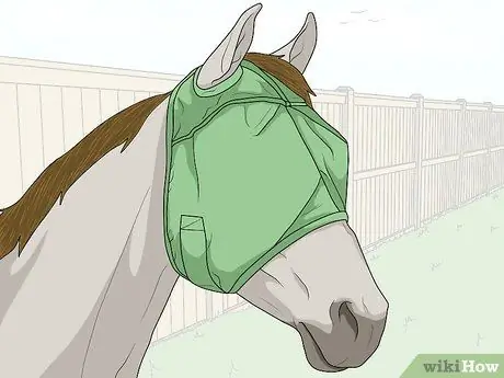 Защитить травмированный глаз на лошади Шаг 1