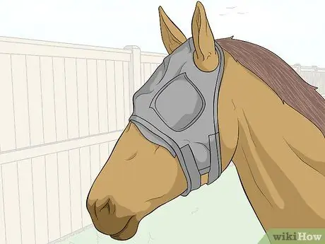 Защитить травмированный глаз на лошади Шаг 2