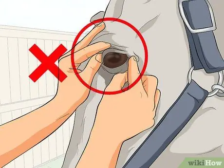 Защитить травмированный глаз на лошади Шаг 3