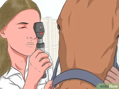 Защитить травмированный глаз на лошади Шаг 4