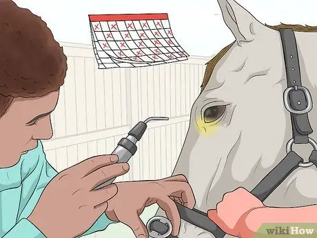 Защитить травмированный глаз на лошади Шаг 7