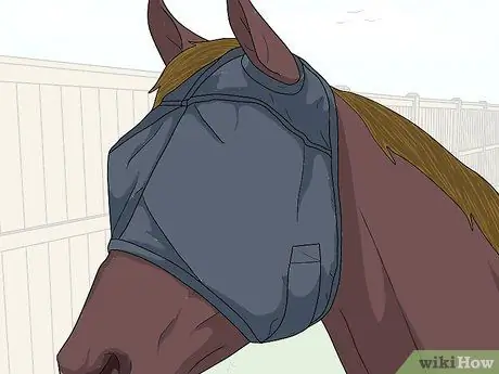 Защитить травмированный глаз на лошади Шаг 8