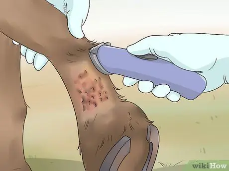 Обработка пятки жира у лошадей Шаг 1