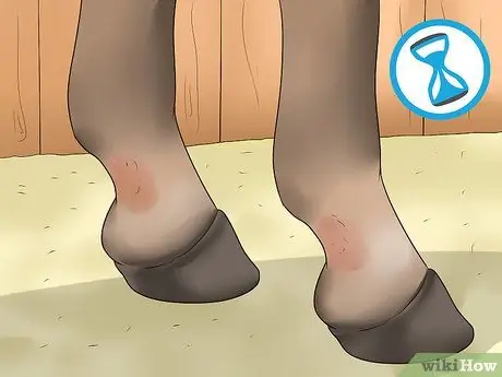 Обработка пятки жира у лошадей Шаг 13