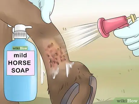 Обработка пятки жира у лошадей Шаг 2