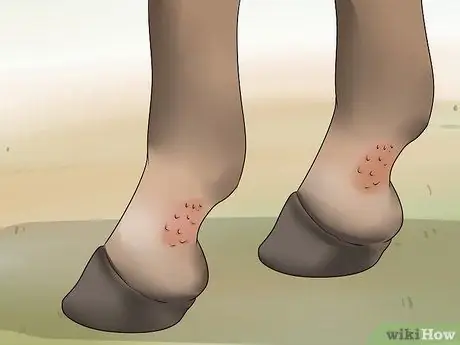 Обработка пятки жира у лошадей Шаг 4