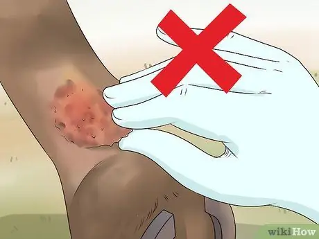 Обработка пятки жира у лошадей Шаг 5