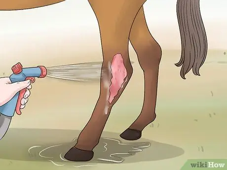 Как справиться с проблемами задних ног у лошадей Шаг 11