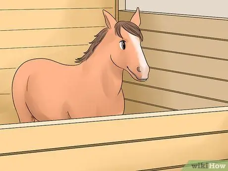 Как справиться с проблемами задних ног у лошадей Шаг 6