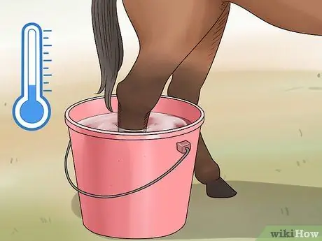 Как справиться с проблемами задних ног у лошадей Шаг 7