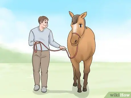 Как справиться с проблемами задних ног у лошадей Шаг 9