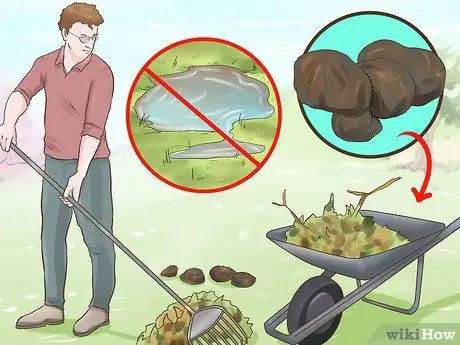 Лечить сладкий зуд у лошадей Шаг 11