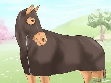 Лечить сладкий зуд у лошадей Шаг 12