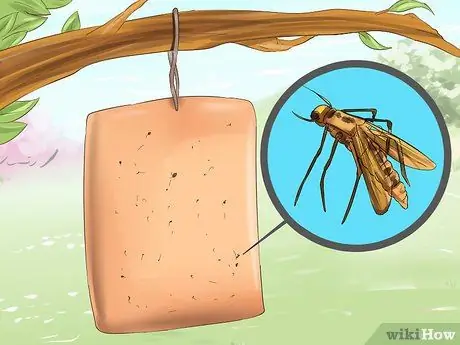 Лечить сладкий зуд у лошадей Шаг 13